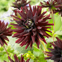 Dahlia 'Tamburo' (x3) - Bakker