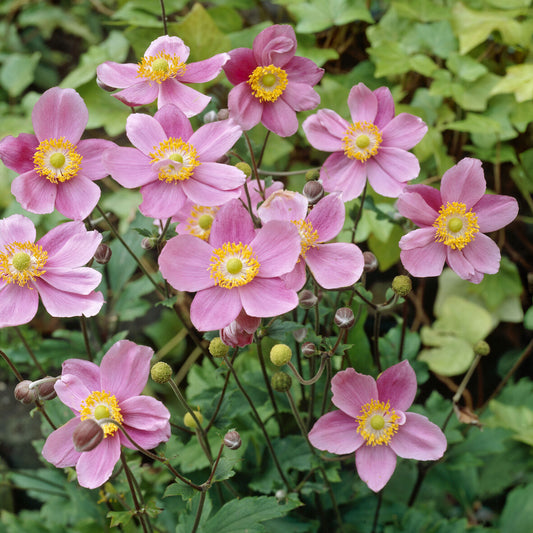 Herfstanemoon 'September Charm' - Bakker