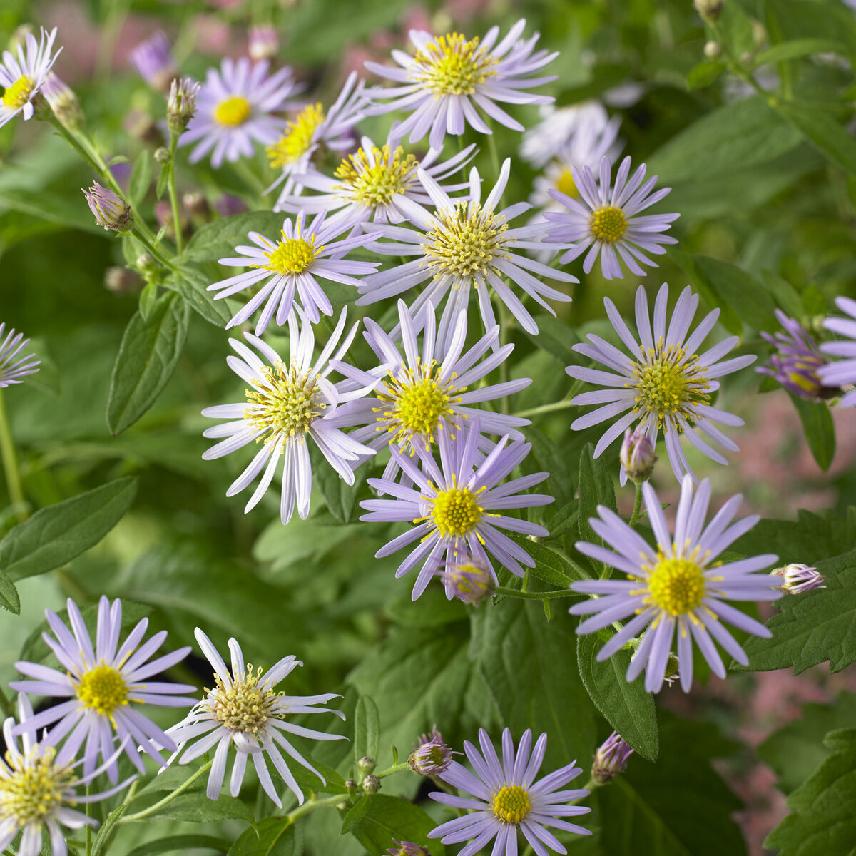 Herfstaster 'Asran' - Bakker