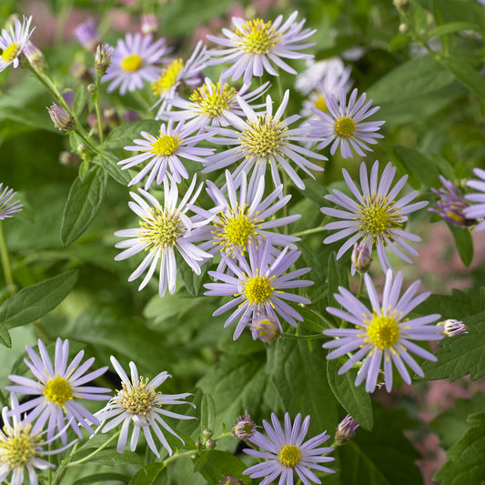 Herfstaster 'Asran' (x3) - Bakker