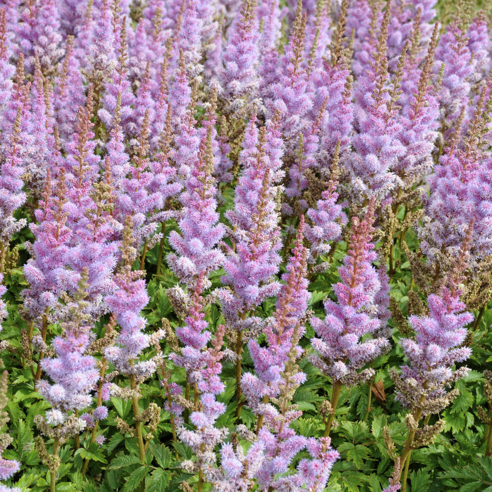 Astilbe chinensis Pumila - Pluimspirea 'Pumila' - Vaste planten