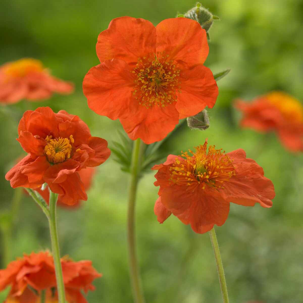 Geum