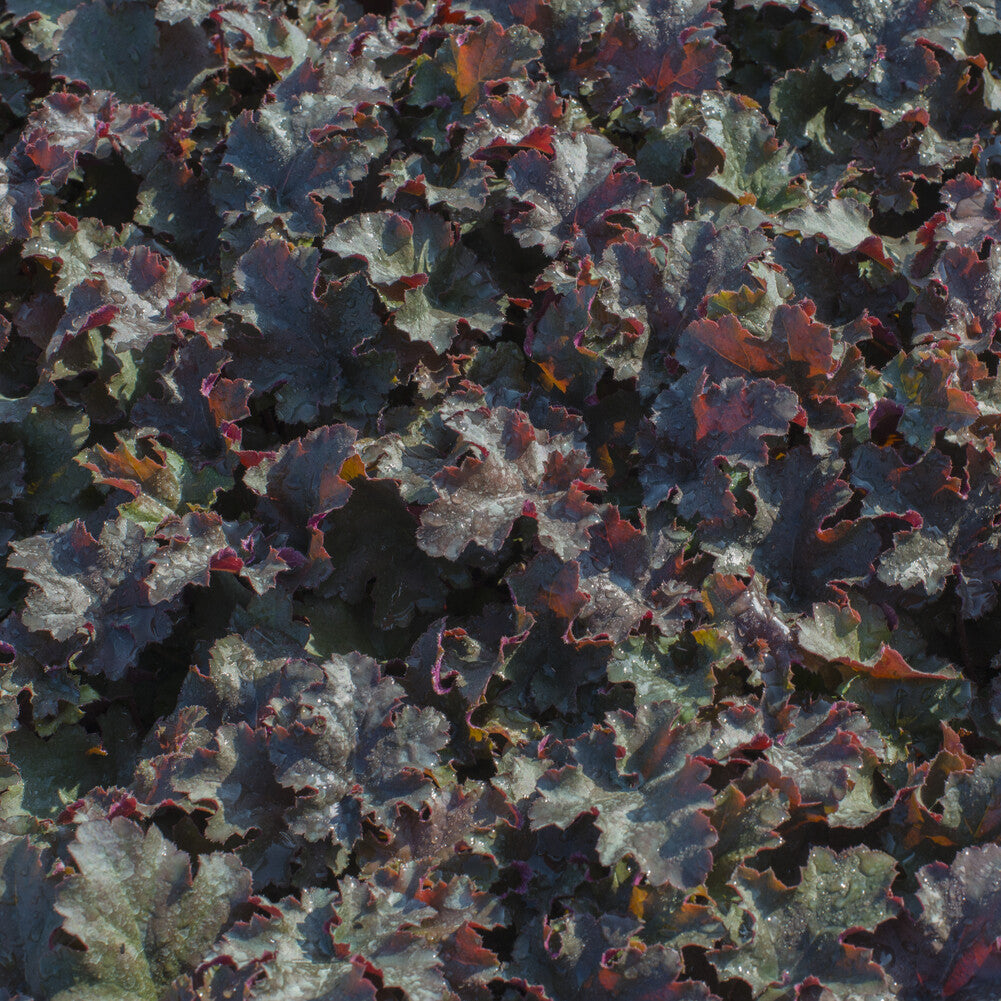 Purperklokje 'Chocolate Ruffles' - Heuchera Chocolate Ruffles - Bakker