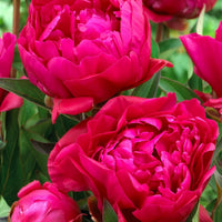 Duo rode en roze pioenen - Paeonia lactiflora Sorbet, Karl Rosenfield - Bakker