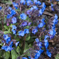 Longkruid 'Blue Ensign' - Pulmonaria Blue Ensign - Bakker
