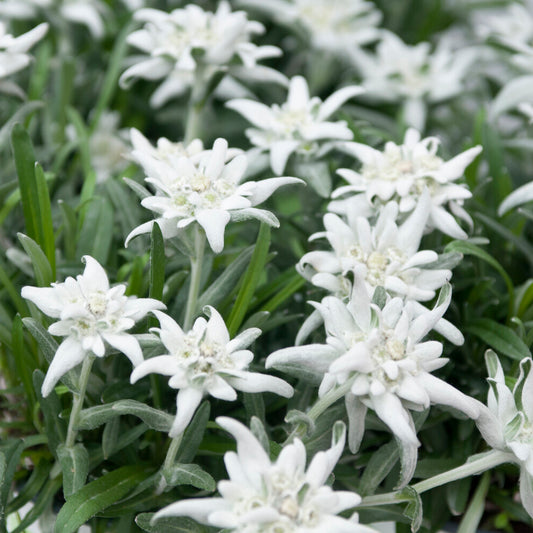 Edelweiss - Bakker
