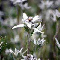 Edelweiss (x3) - Leontopodium alpinum - Bakker