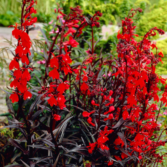 Lobelia 'Queen Victoria' - Bakker