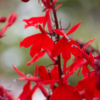 Lobelia 'Queen Victoria' (x3) - Lobelia queen victoria - Bakker