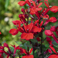 Lobelia queen victoria - Lobelia 'Queen Victoria' (x3) - Vaste planten