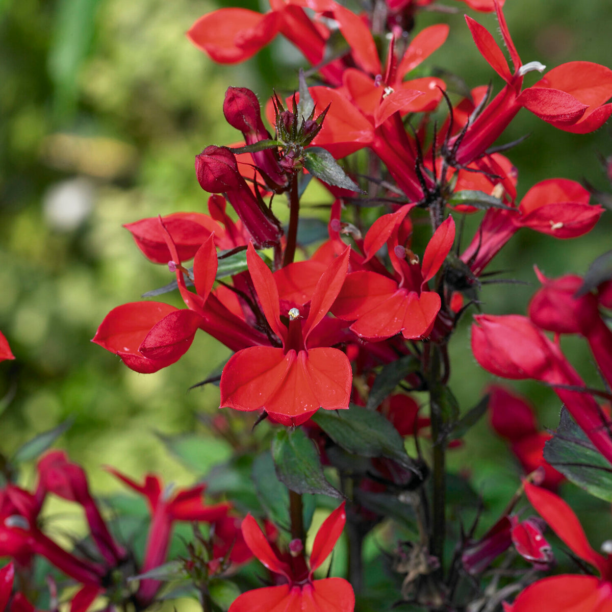 Lobelia queen victoria - Lobelia 'Queen Victoria' - Vaste planten
