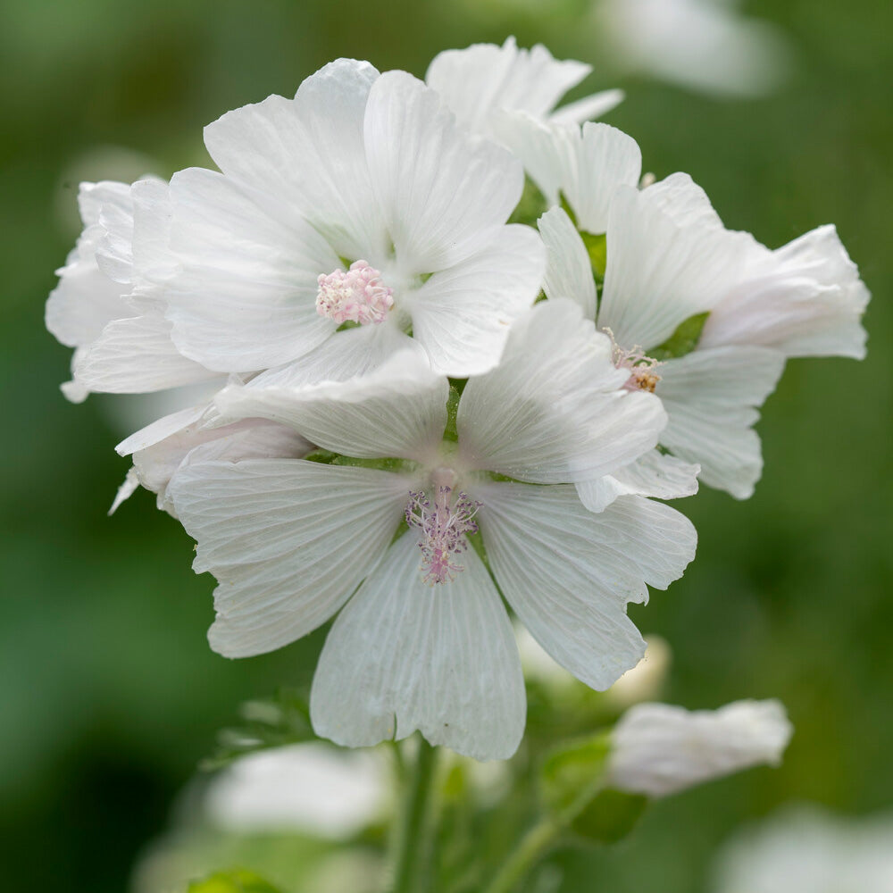 Malva moschata alba - Kaasjeskruid 'Alba' - Malve