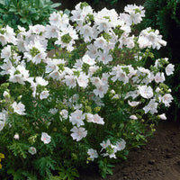 Malva moschata alba - Kaasjeskruid 'Alba' (x3) - Vaste planten