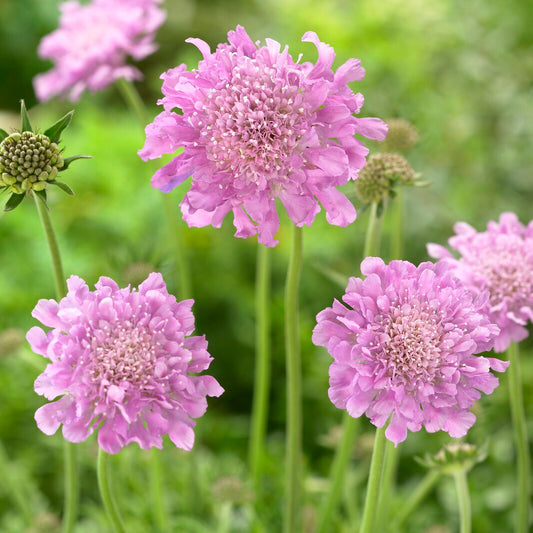 Druifkruid 'Pink Mist'