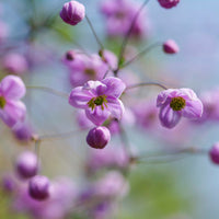 Chinese ruit - Thalictrum delavayi - Bakker