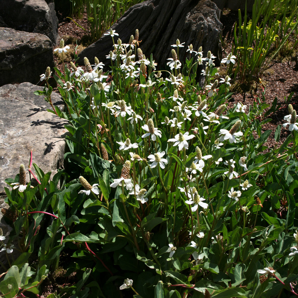 Californische Anemopsis - Bakker
