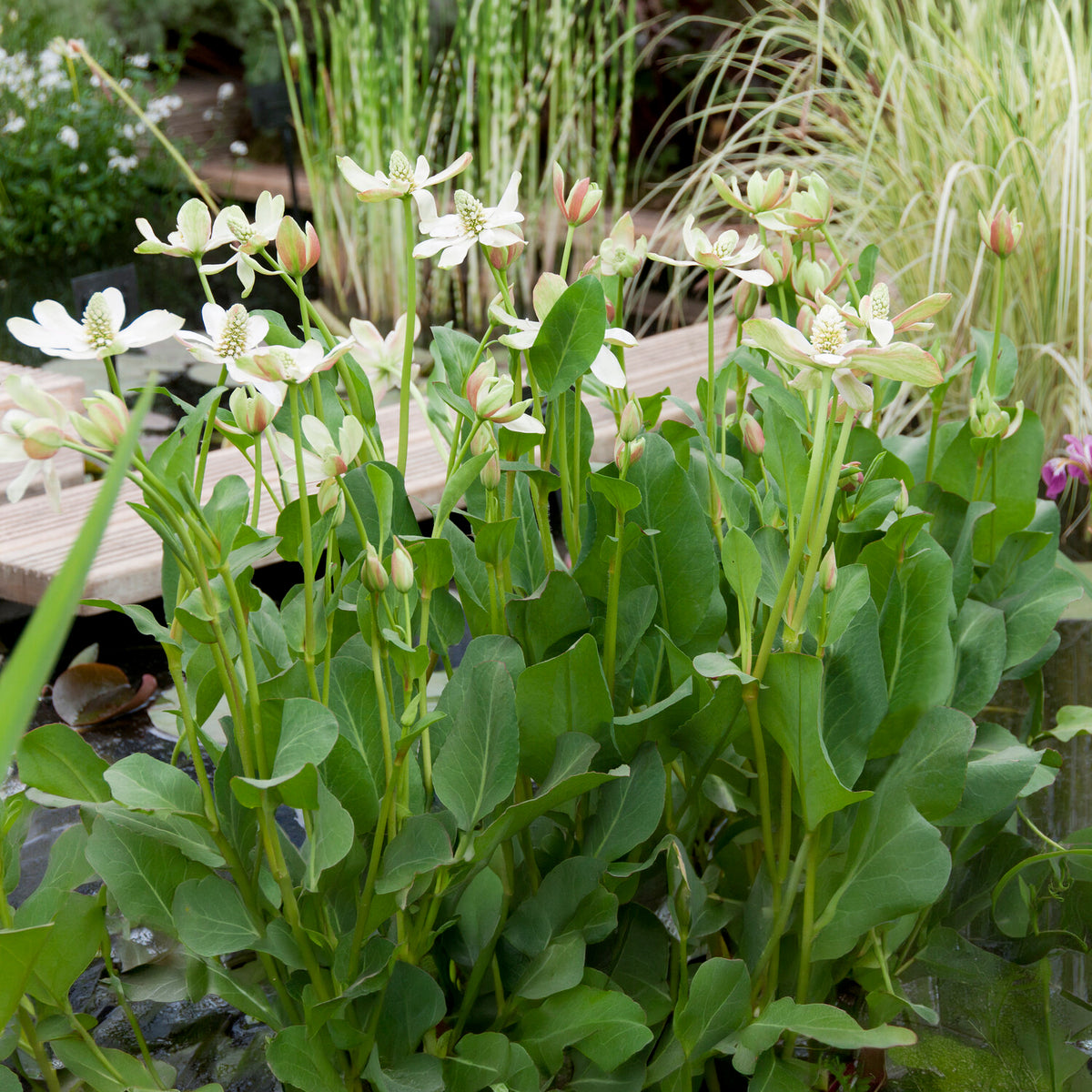 Californische Anemopsis - Anemopsis californica - Bakker