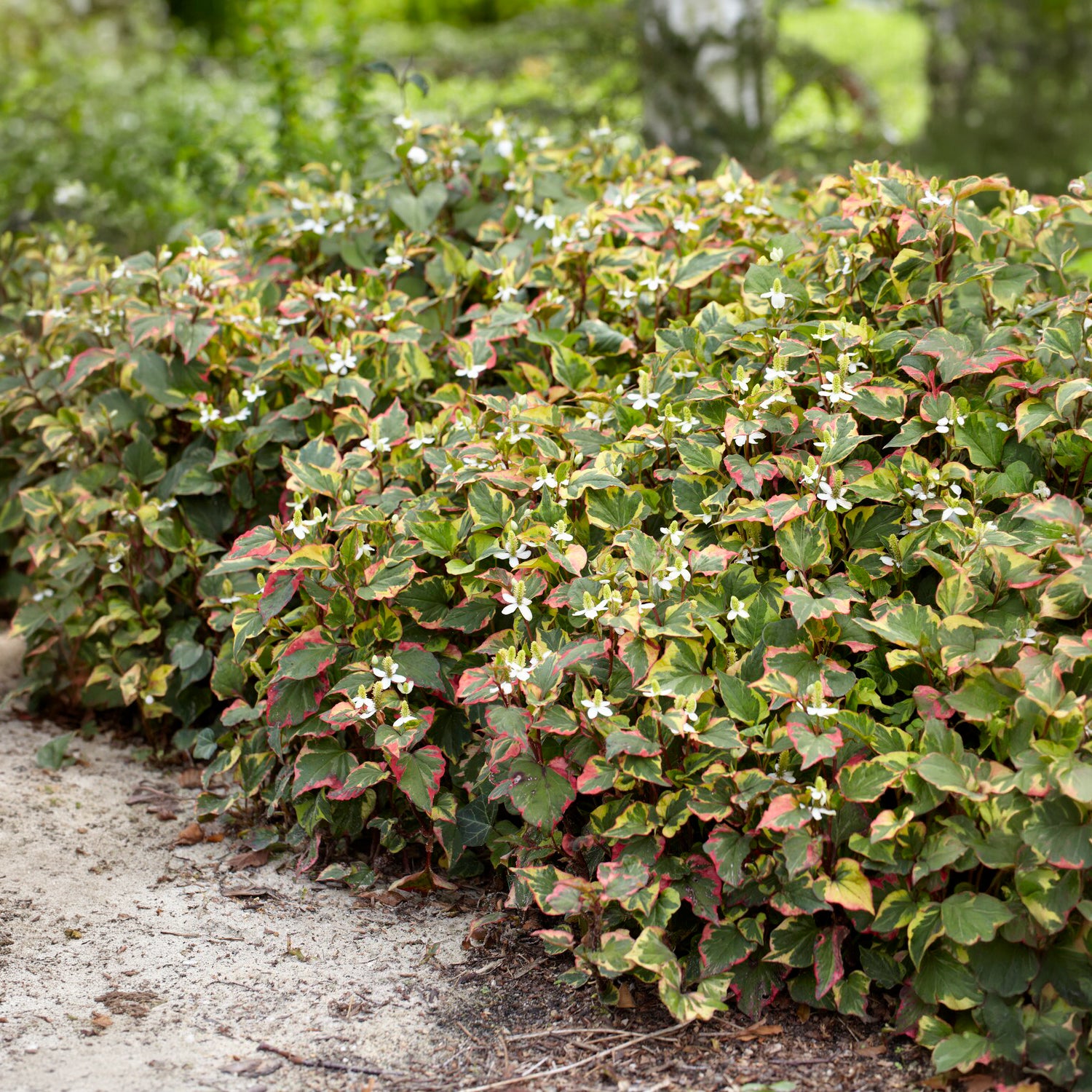 Moerasanemoon 'Chameleon' - Houttuynia cordata chameleon - Bakker