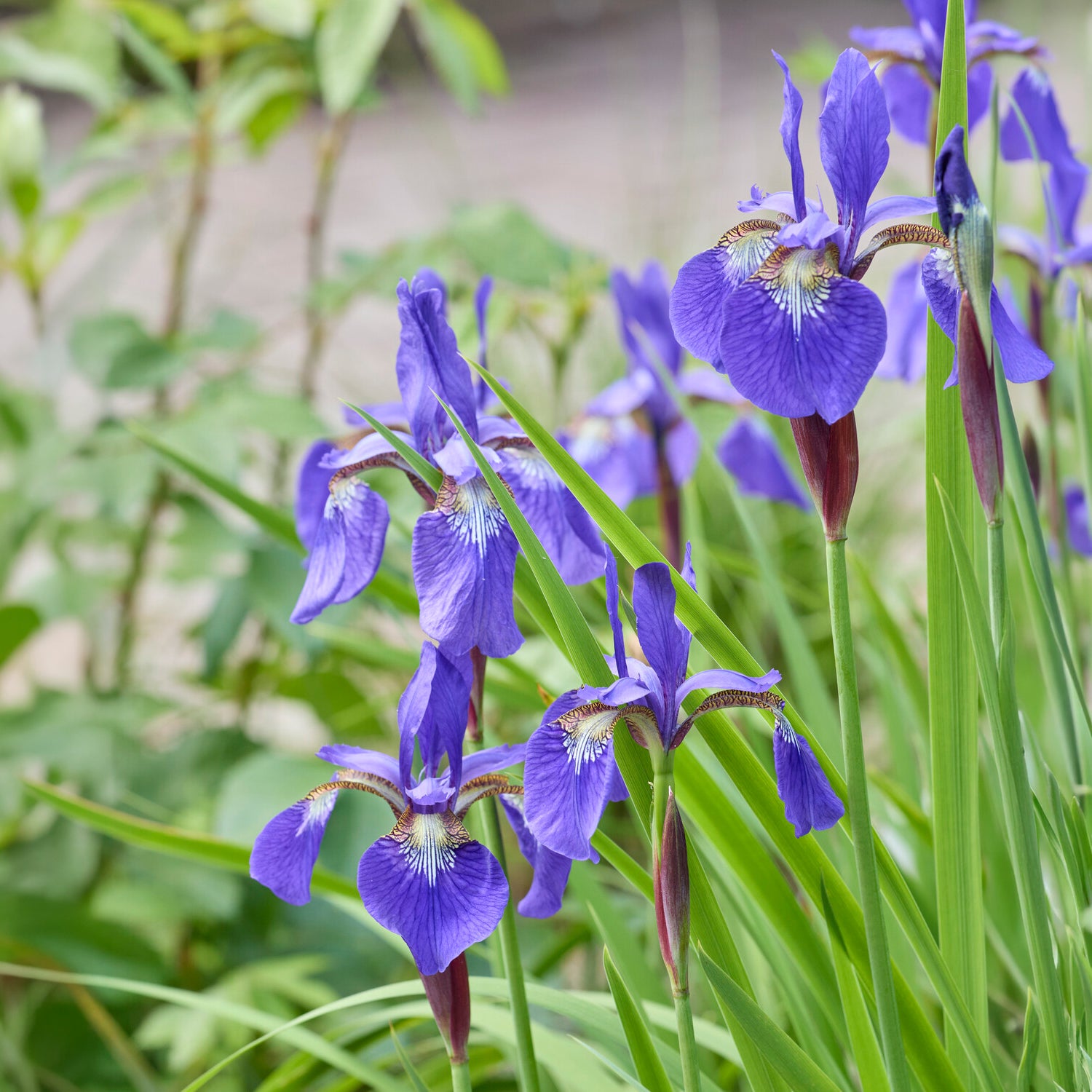 Siberische iris - Bakker