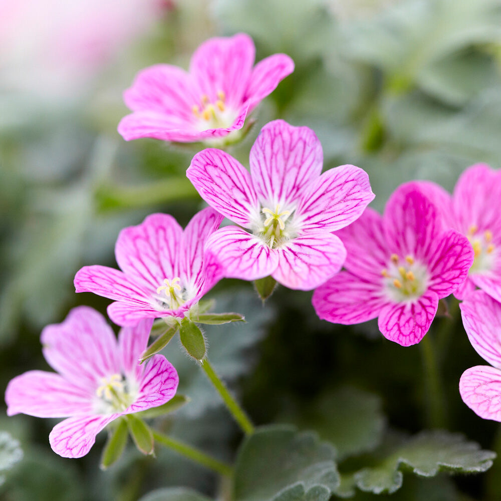 Verkoop Reigersbek 'Bishopsform' - Erodium variabile Bishop's Form