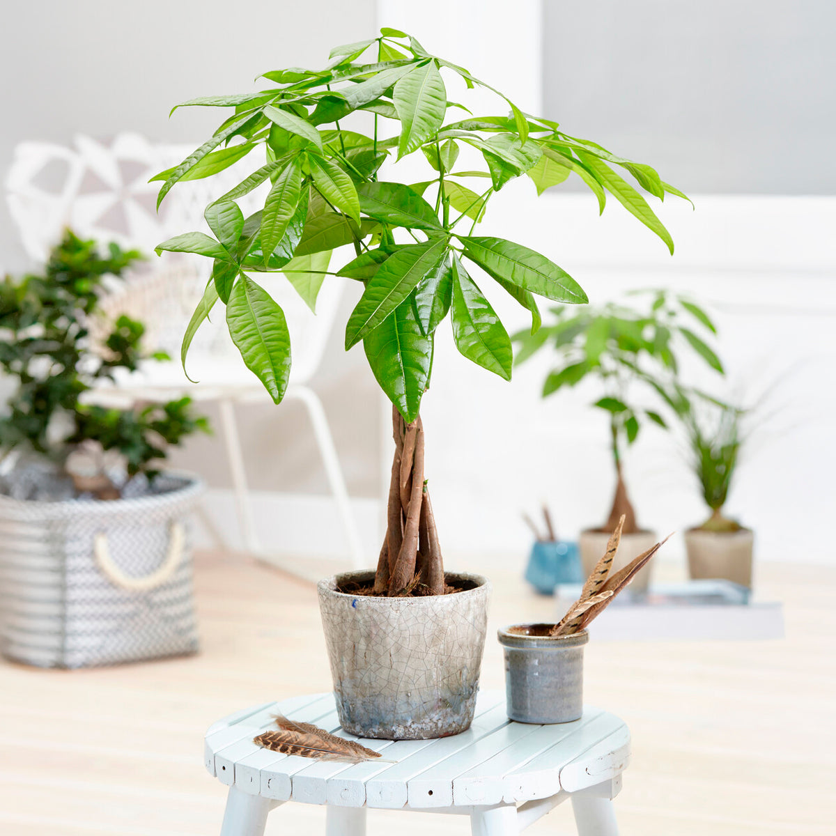 Geldboom 17cm pot - Bakker