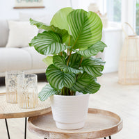 Bidplant Calathea orbifolia - Bakker
