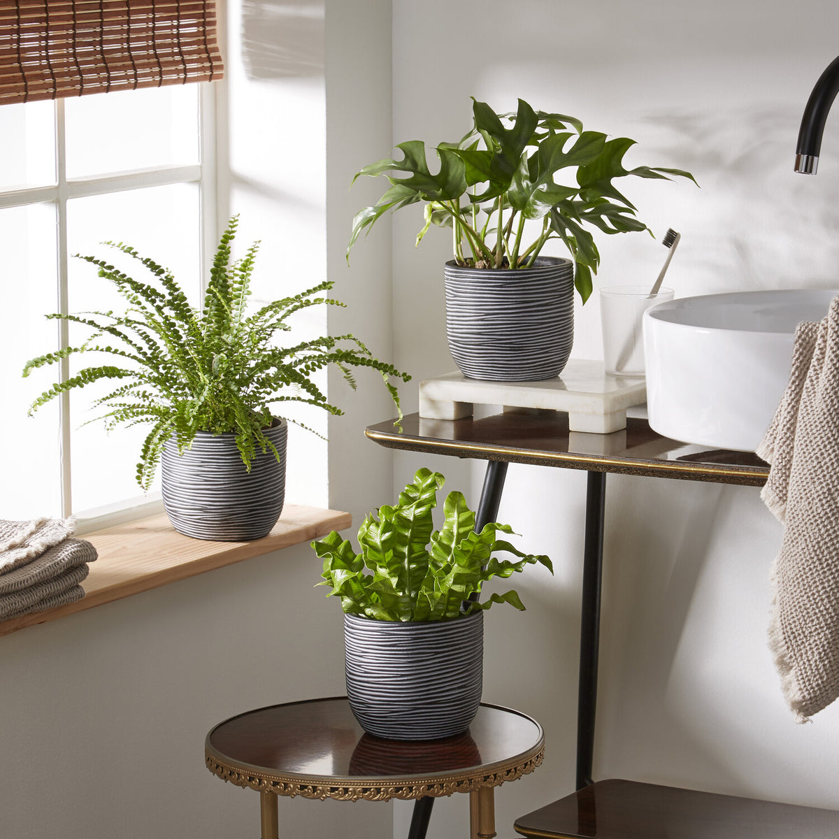 Badkamerplanten Mix (x3) - Bakker