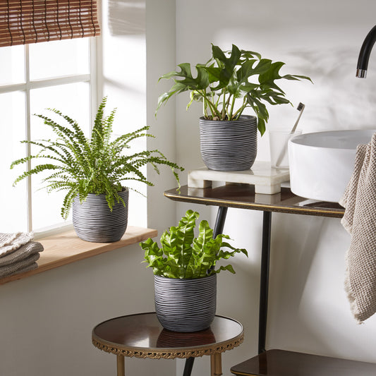 Badkamerplanten Mix (x3) - Bakker