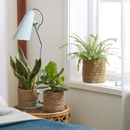 Slaapkamerplanten Mix (x3) - Bakker