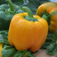 Capsicum annuum California Wonder yellow - Paprika 'Yellow California Wonder' - Peperzaden
