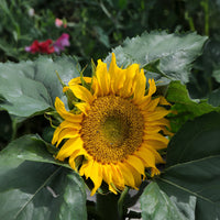 Zonnebloem 'Sunspot' - Bakker