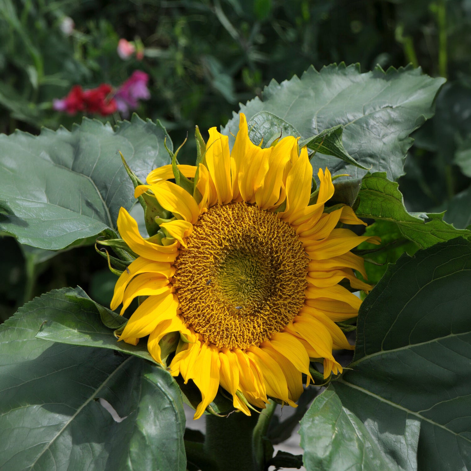 Zonnebloem 'Sunspot' - Bakker