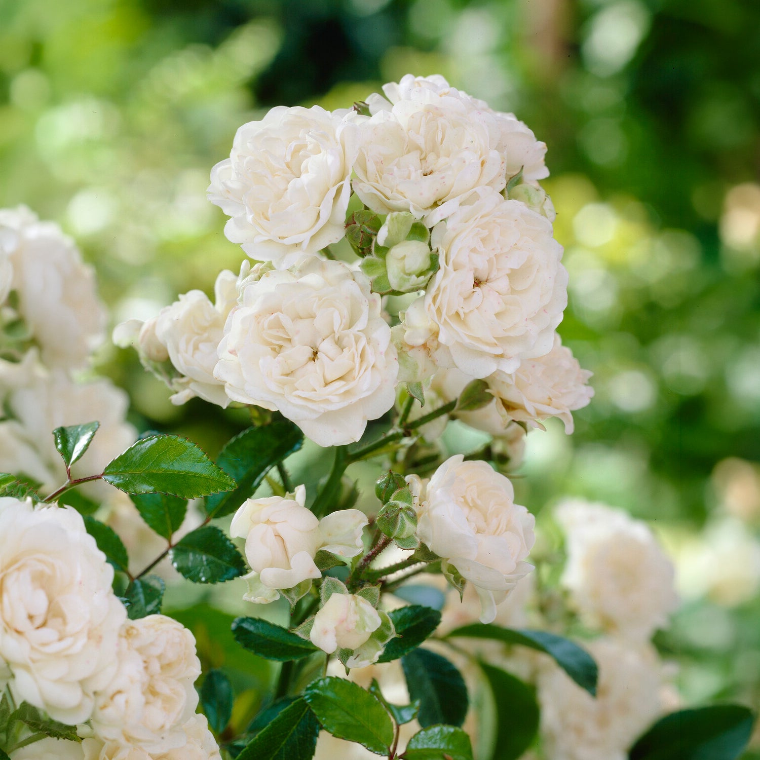 Roos 'Crystal Fairy' - Rosa crystal fairy ® - Bakker