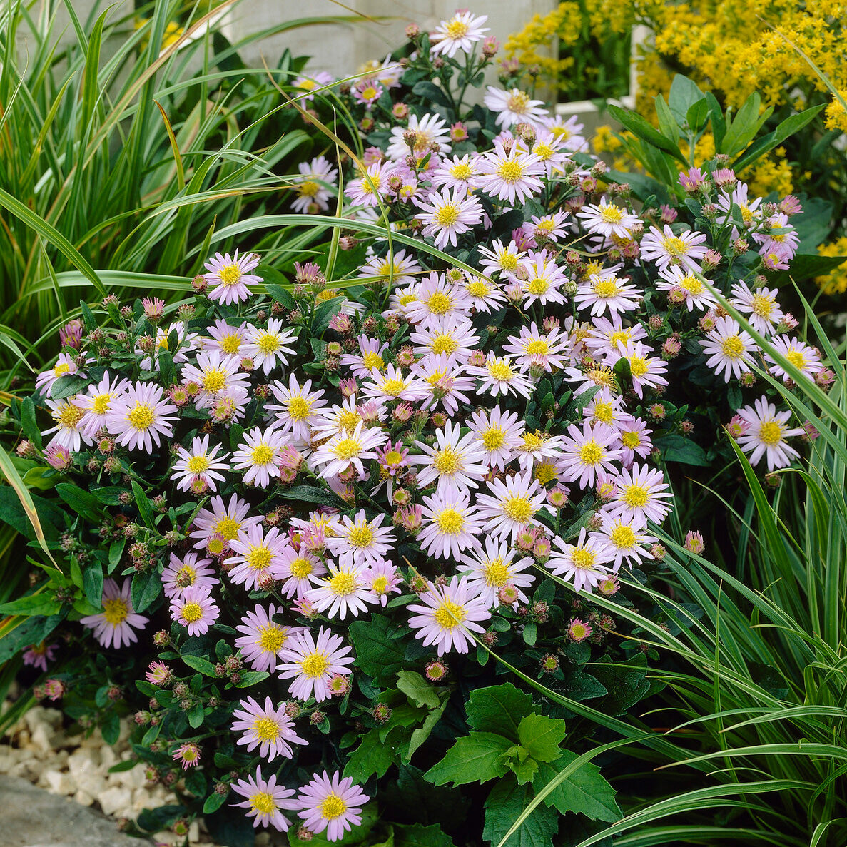Aster ageratoides Stardust - Herfstaster 'Stardust' - Aster