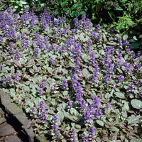 Kruipend zenegroen Burgundy Glow - Bakker