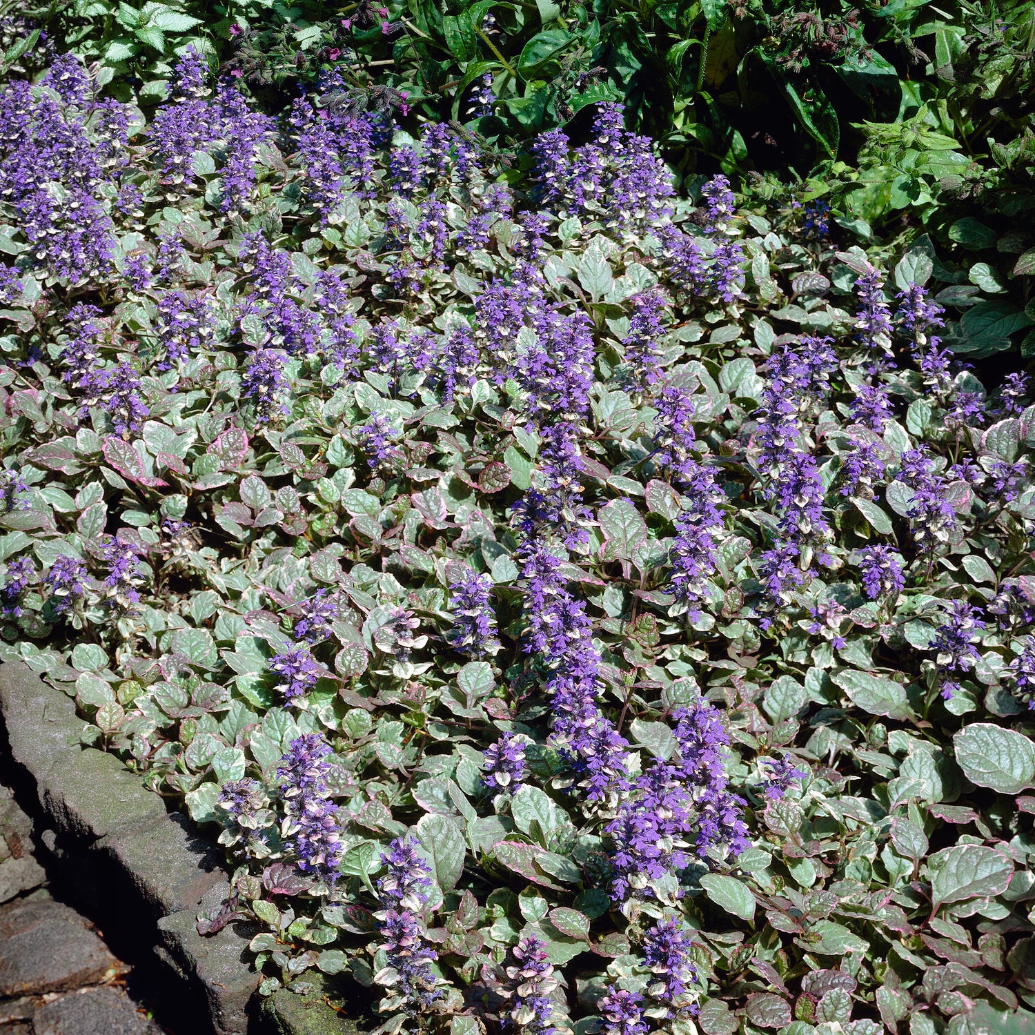 Kruipend zenegroen Burgundy Glow - Bakker