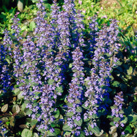 Verkoop Kruipend zenegroen 'Atropurpurea' (x3) - Ajuga reptans Atropurpurea
