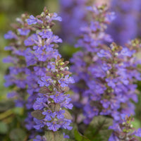 Vaste planten - Kruipend zenegroen 'Atropurpurea' (x3) - Ajuga reptans Atropurpurea