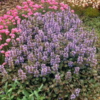 Ajuga reptans Atropurpurea - Kruipend zenegroen 'Atropurpurea' (x3) - Vaste planten