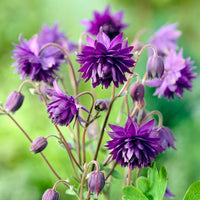 Vaste planten - Akelei 'Blue Barlow' - Aquilegia vulgaris Blue Barlow