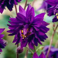 Verkoop Akelei 'Blue Barlow' - Aquilegia vulgaris Blue Barlow