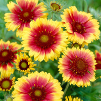 Kokardenbloem 'Kobold' - Gaillardia aristata Kobold - Bakker