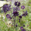 Akelei 'Black Barlow' - Bakker