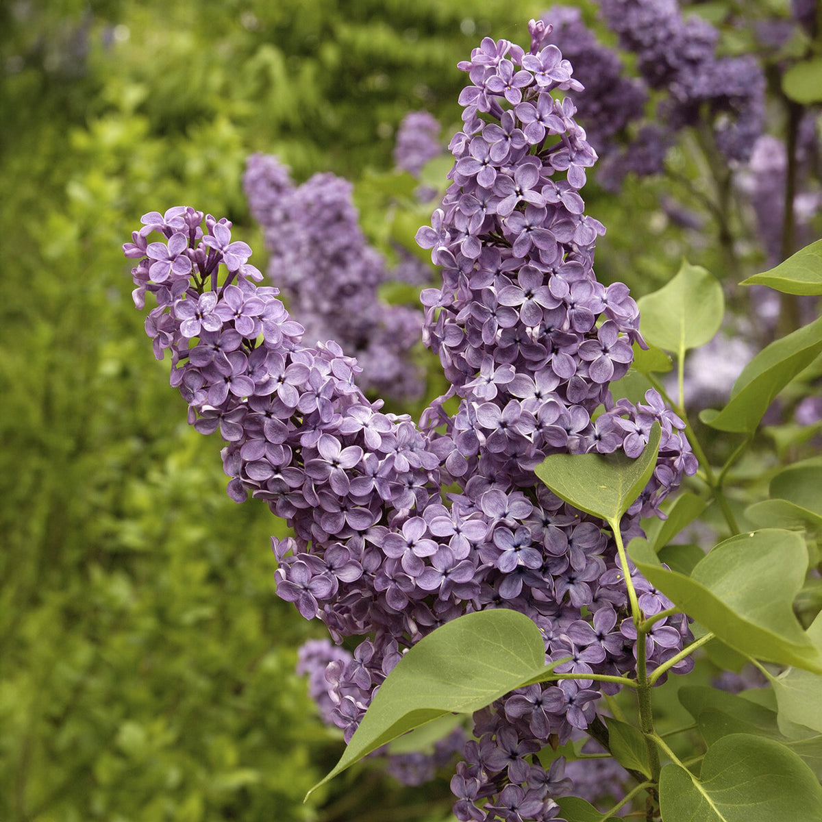 Sering - Syringa vulgaris Andenken an Ludwig Späth - Bakker