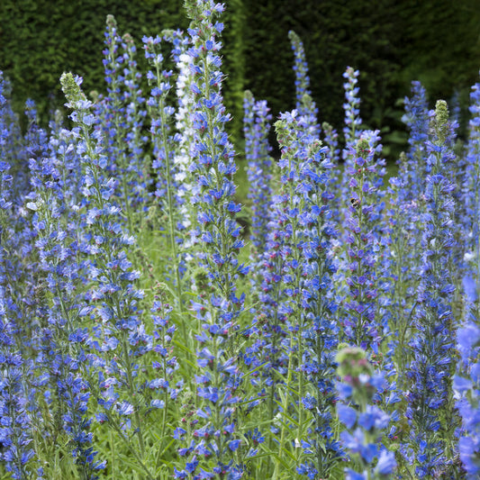 Slangenkruid - Bakker