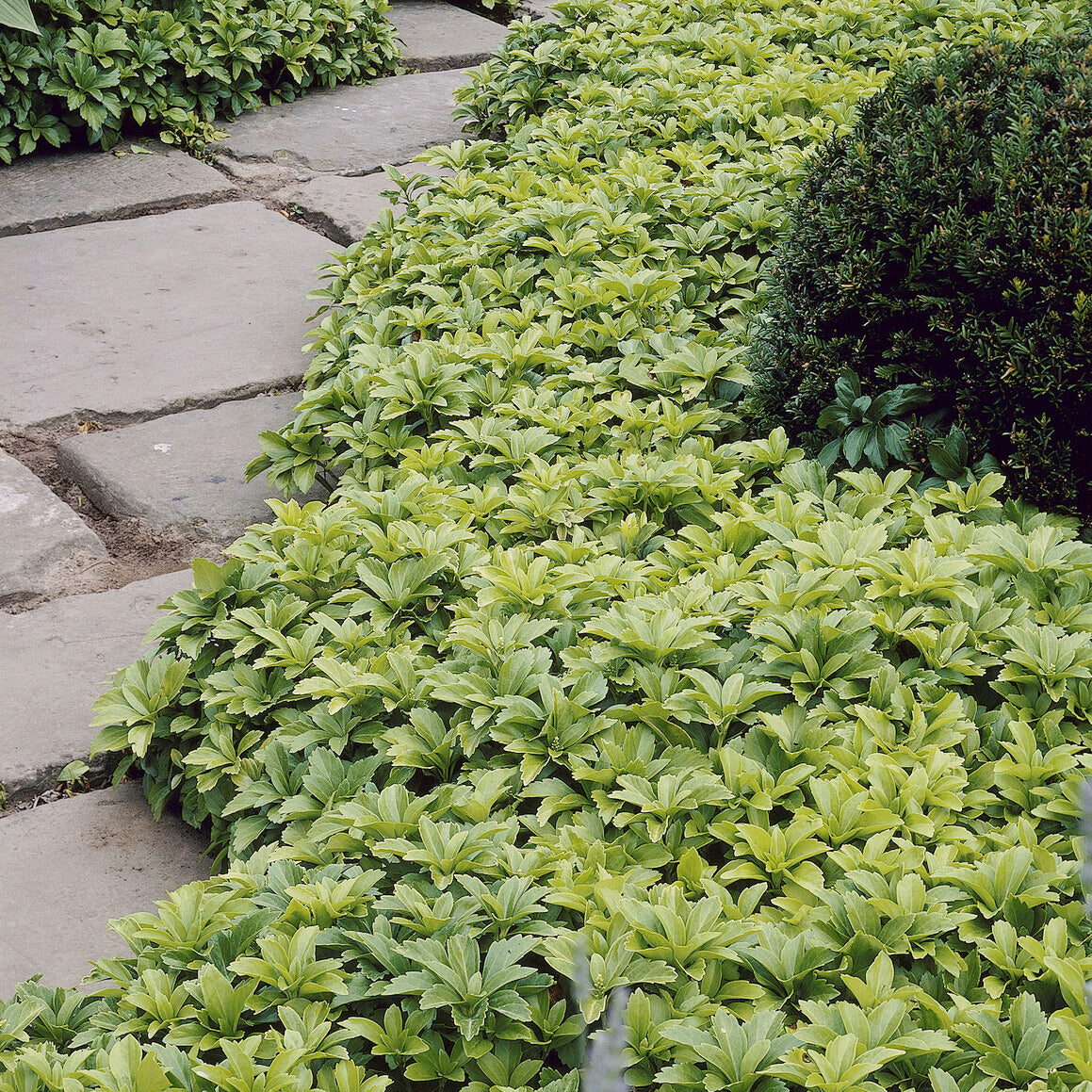Schaduwkruid - Pachysandra terminalis - Bakker