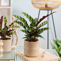 Pauwenplant 'Insigne' - Bakker