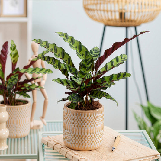 Pauwenplant 'Insigne' - Bakker