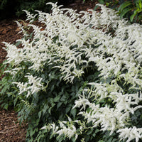 Verkoop Pluimspirea 'Brautschleier' - Astilbe x arendsii Brautschleier