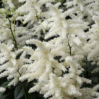 Pluimspirea 'Brautschleier' - Astilbe x arendsii Brautschleier - Bakker